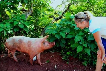 Bild: 29. Tier: Das Hausschwein auf Galapagos
