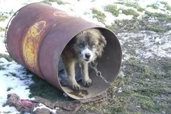 Bild: Kettenhunde – Alltag in Ungarn