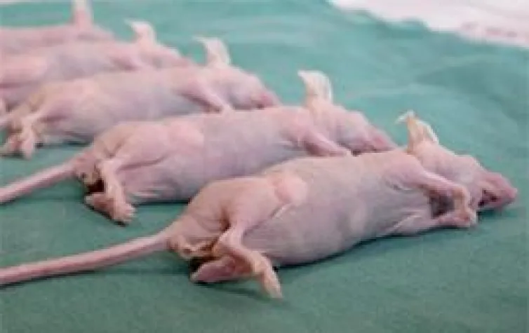 Bild: So viele Tierversuche wie vor 20 Jahren - Alarmierend - Tierversuchszahlen auf Rekordhoch