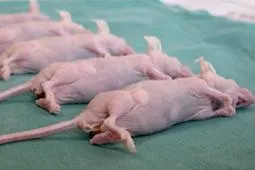 Bild: So viele Tierversuche wie vor 20 Jahren - Alarmierend - Tierversuchszahlen auf Rekordhoch
