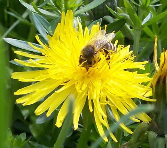 Bild: Bieneninstitute lassen Imker im Stich – massive Völkerverluste werden Imkern angelastet