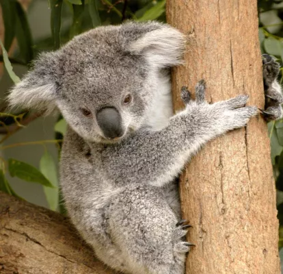 Asbestverseuchung erschwert Rettung von Koalas und Kängurus Bild: Asbestverseuchung erschwert Rettung von Koalas und Kängurus