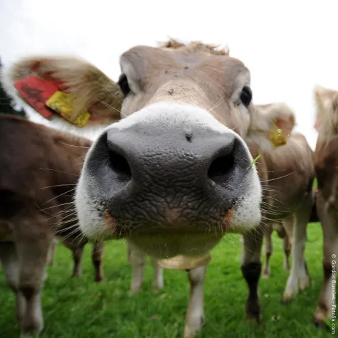 Bild: Internationaler Tag der Milch am 1. Juni 2012