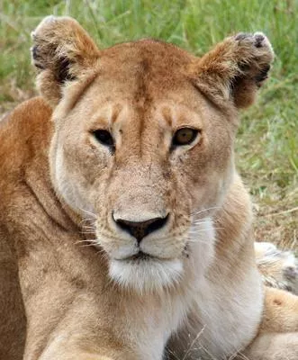 Bild: 3 Tipps für Safari Reisen Sansibar