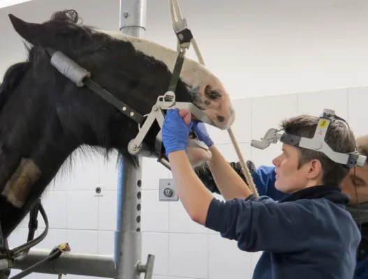 Bild: Dem Saarland auf den Zahn gefühlt. vetnowledge startet mit Intensiv Seminarreihe für Tierärzte