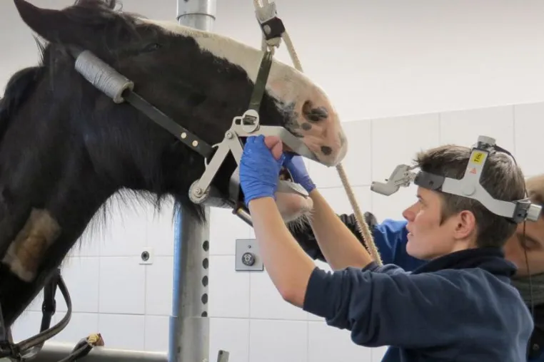 Bild: Dem Saarland auf den Zahn gefühlt. vetnowledge startet mit Intensiv Seminarreihe für Tierärzte