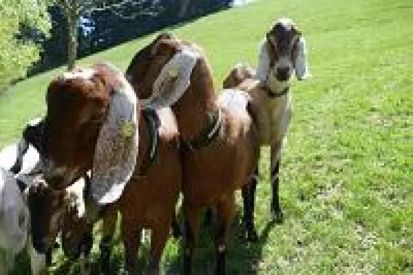 Bild: Tierischer Urlaub mit Wildkatzen, Alpakas & Co.