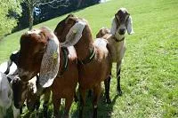 Bild: Tierischer Urlaub mit Wildkatzen, Alpakas & Co.