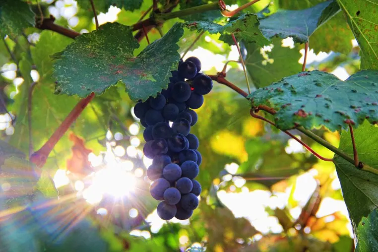 Bild: Warum Garnacha so gut ist