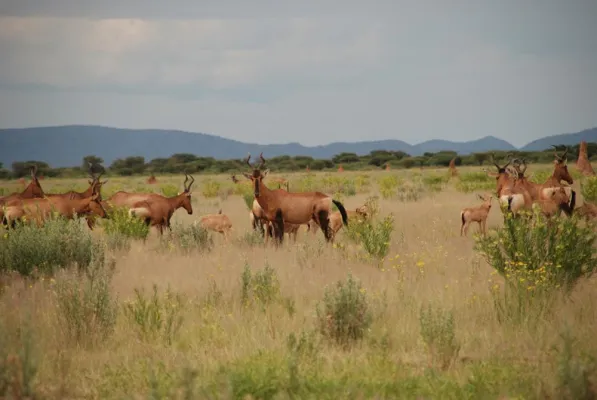 Arteninventur im Gepardenland Bild: Arteninventur im Gepardenland