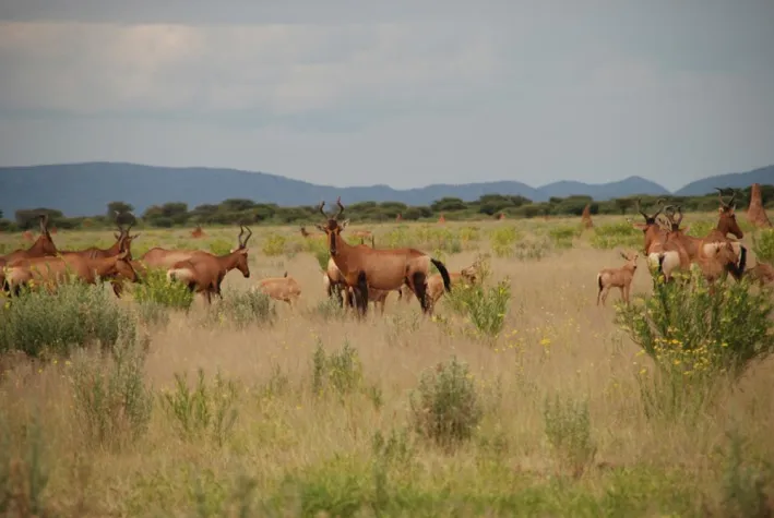 Bild: Arteninventur im Gepardenland