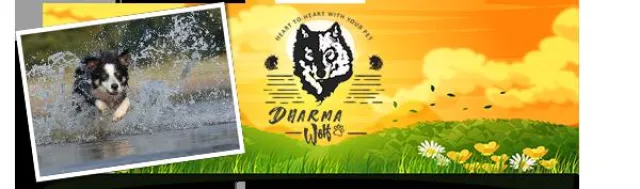 Bild: Es startet die weltweit erste Weiterbildung zum Traumafachberater für Hunde