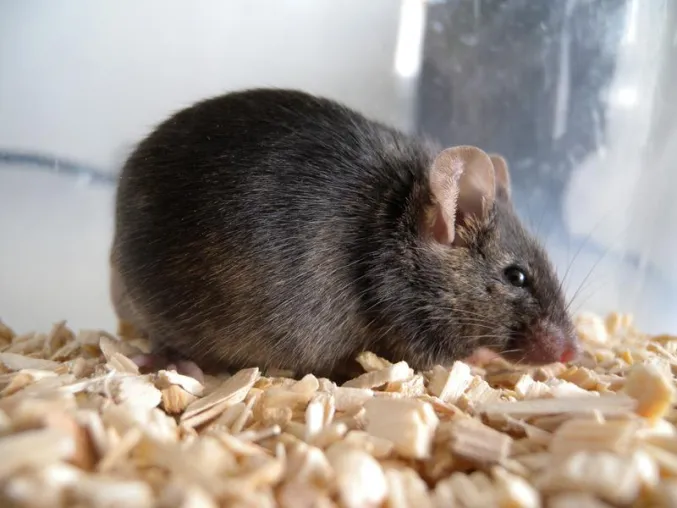 Stammzellen sind nicht direkte Akteure der Knorpelregeneration, sondern „nur“ Regisseure Bild: Stammzellen sind nicht direkte Akteure der Knorpelregeneration, sondern „nur“ Regisseure