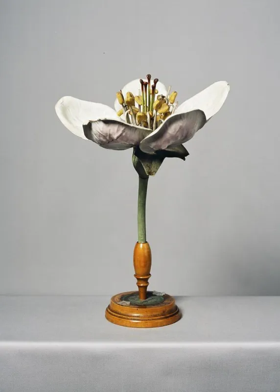 Abb. 1 Simone Demandt, Plant Models #20, Fotografie, 2015
