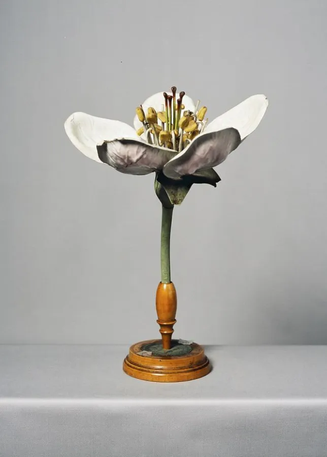 Abb. 1 Simone Demandt, Plant Models #20, Fotografie, 2015