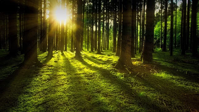 Bild: Nachhaltiges "1.000 Bäume Programm" der Green Finance