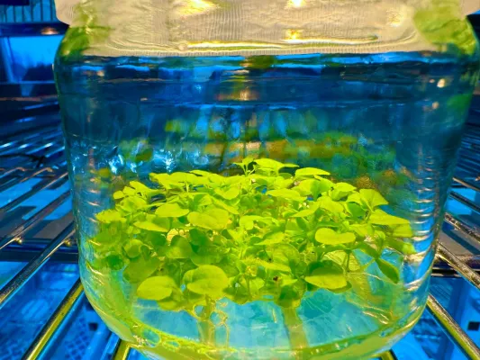 Bild: BionFarming: Revolution in der Biotechnologie durch pflanzenbasierte Plattformen