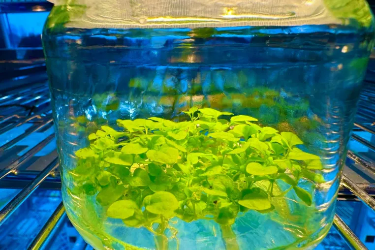 Bild: BionFarming: Revolution in der Biotechnologie durch pflanzenbasierte Plattformen