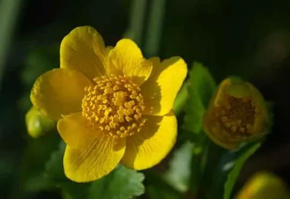 Bild: Zauber der Pflanzen genießen - Botanischer Frühjahrskurs mit Führungen in Hamburg