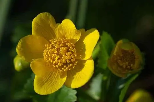 Bild: Zauber der Pflanzen genießen - Botanischer Frühjahrskurs mit Führungen in Hamburg