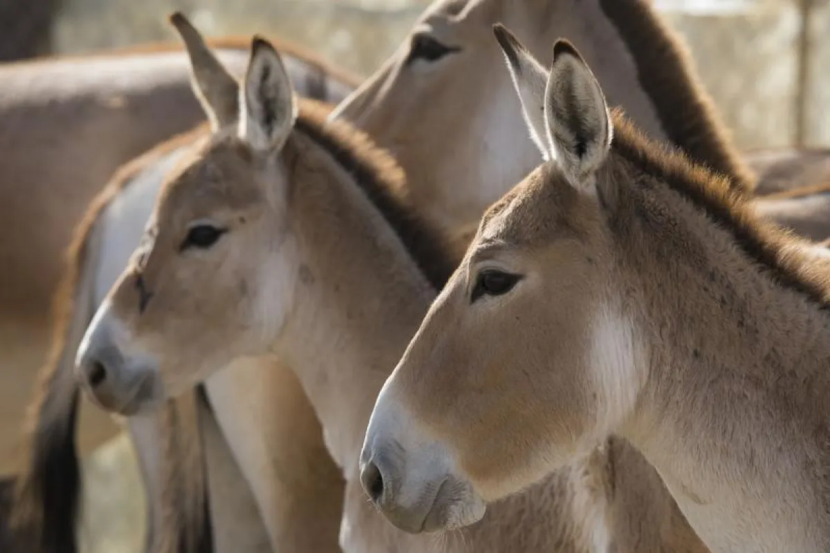 Die Population der Kulane (Equus hemionus kulan) im Nationalpark