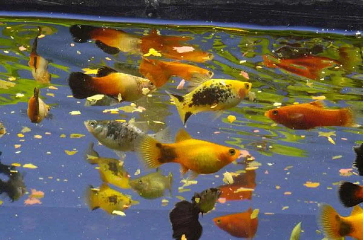 Funkendes Fischfutter für die Metro