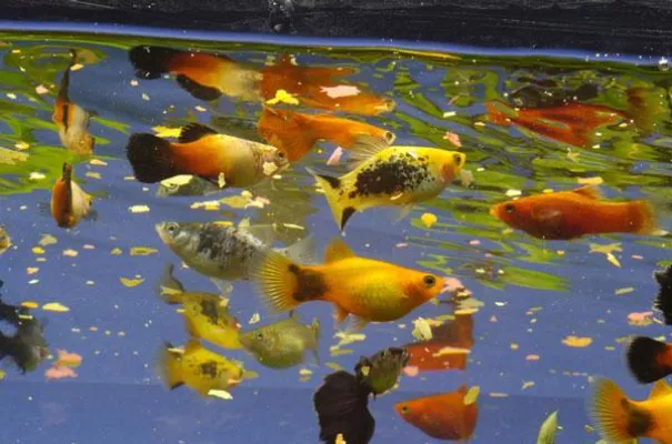 Getagtes Fischfutter für mehr Transparenz Bild: Getagtes Fischfutter für mehr Transparenz