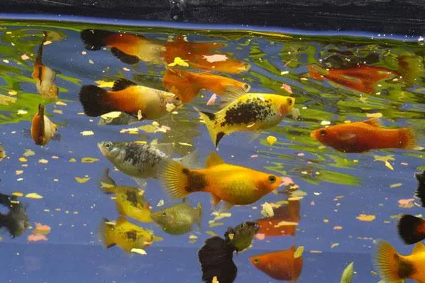 Getagtes Fischfutter für mehr Transparenz Bild: Getagtes Fischfutter für mehr Transparenz