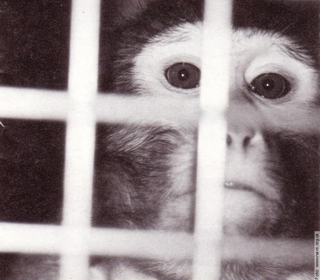 Tierversuche ohne humanmedizinische Relevanz