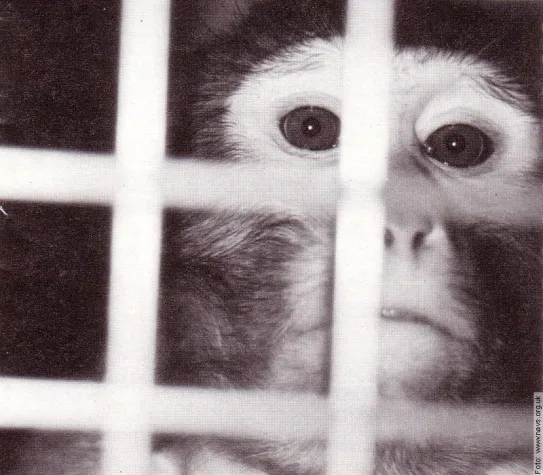 Bild: Haltlose Versprechen in der Hirnforschung