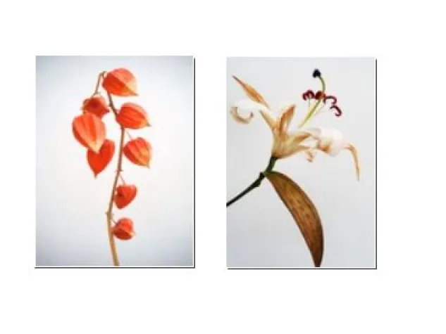 Individuell und bezahlbar - Fotokunst im Trend Bild: Individuell und bezahlbar - Fotokunst im Trend