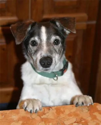 Bild: Der beste Freund des Menschen ist der Hund