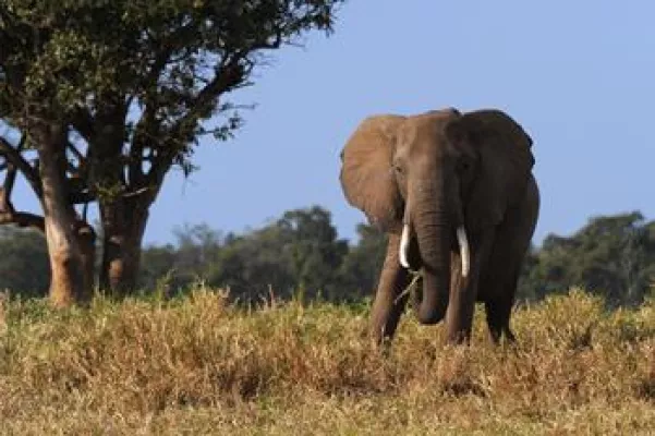 Bild: Jetzt abstimmen und gewinnen: Kür des SIGMA Safaribloggers für exklusive Wildlife-Fotoreise