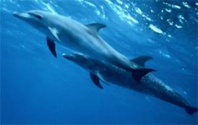 Bild: F & R Vermögensverwaltung KG vermittelt Fachbegriffe rund um die Börse