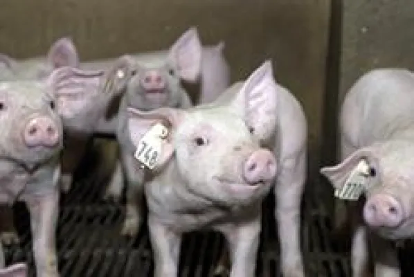 Bild: Saugut: Futtermittel für kleine und große Ferkel