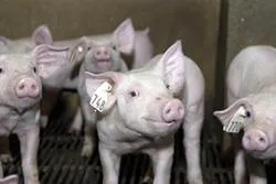 Bild: Saugut: Futtermittel für kleine und große Ferkel