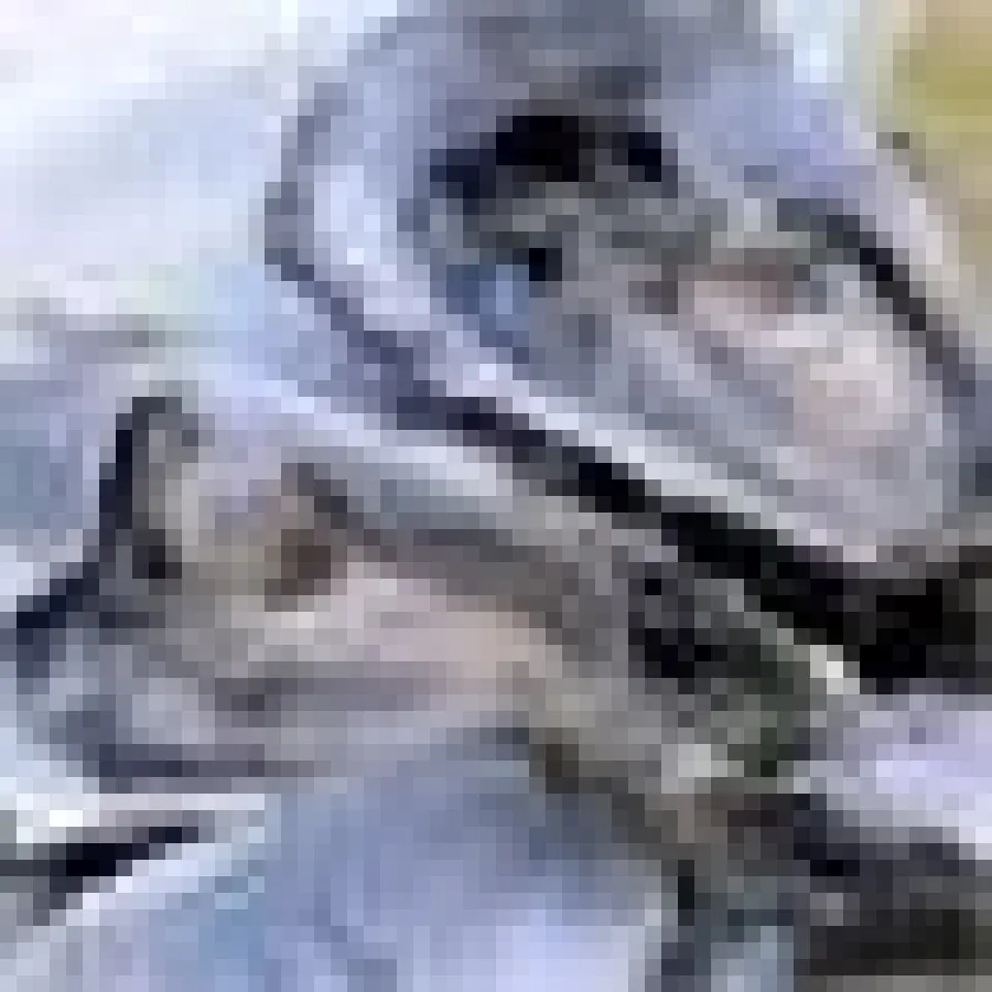 Austern - eine reiche Zinkquelle