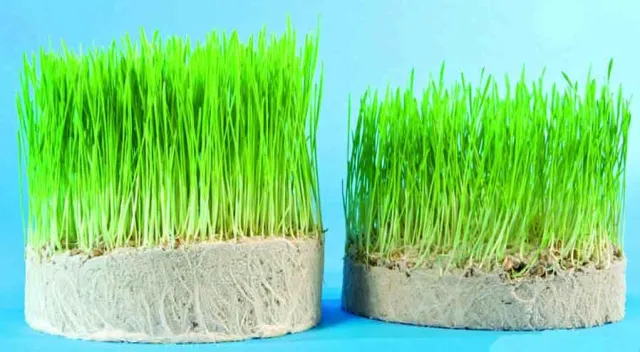 Arpolith: Natürlicher Wasser- und Nährstoffspeicher für die Friedhofspflege Bild: Arpolith: Natürlicher Wasser- und Nährstoffspeicher für die Friedhofspflege