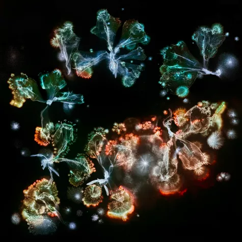 Bild: Mikroorganismen ganz groß