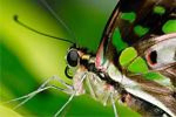 Bild: Foto-Workshop Makrofotografie