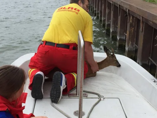 DLRG-Watenbüttel sichert Saisonstart des Braunschweiger Motorclubs und rettet Rehbock aus dem Mittellandkanal Bild: DLRG-Watenbüttel sichert Saisonstart des Braunschweiger Motorclubs und rettet Rehbock aus dem Mittellandkanal