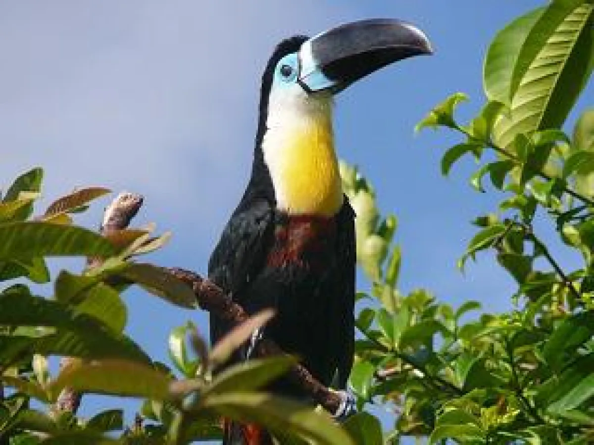 Tucan (Venezolanisches Fremdenverkehrsamt)