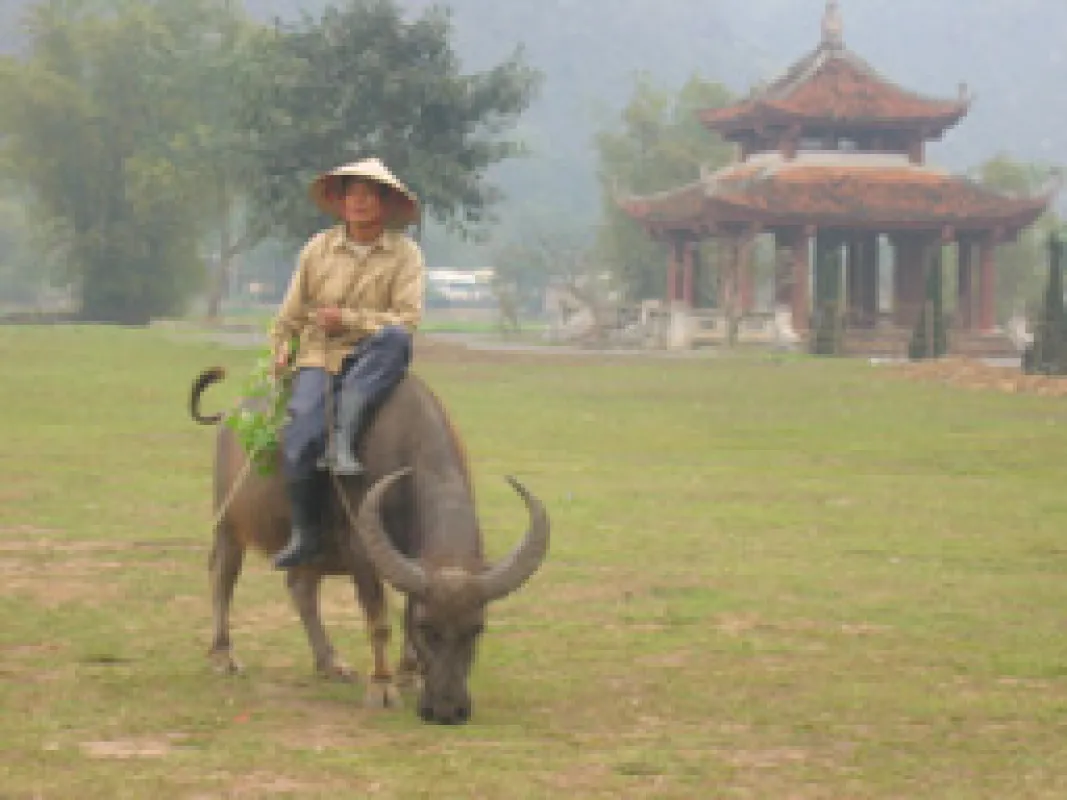 Kein Grund zur Unruhe - weiterhin gute Preise für Kaffee aus Vietnam