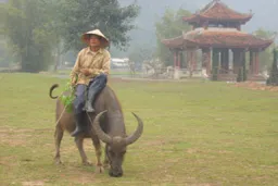 Bild: Kaffee aus Vietnam bleibt preislich stabil