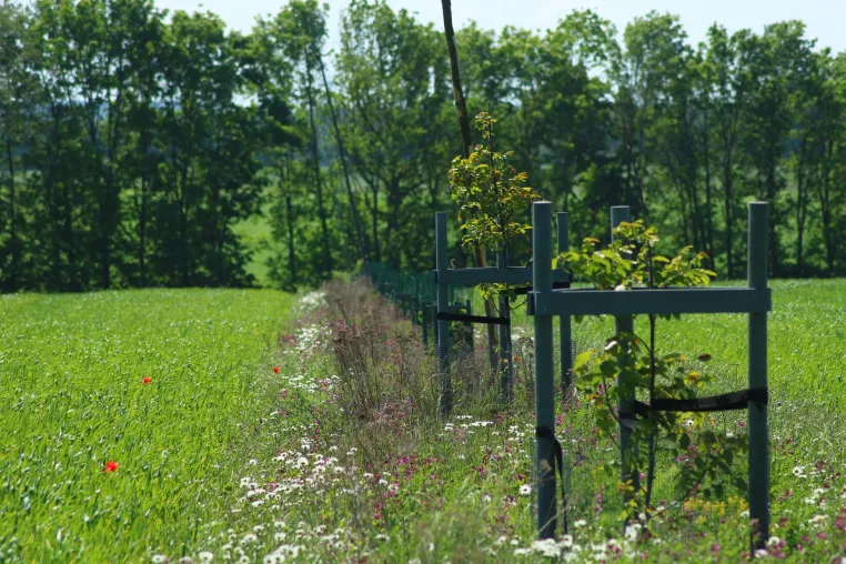 Fünf Millionen Euro Förderung für die praktische Umsetzung klimaresilienter Landwirtschaft Bild: Fünf Millionen Euro Förderung für die praktische Umsetzung klimaresilienter Landwirtschaft
