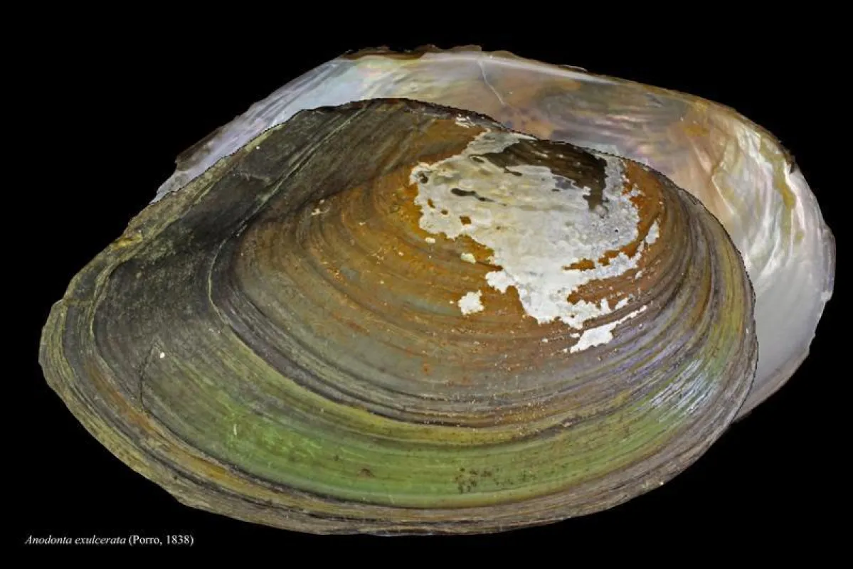 Anodonta exulcerata (Porro, 1838) (NMBE / Estée Bochud)