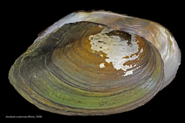 Bild: Neue Muschelart für die Schweiz entdeckt