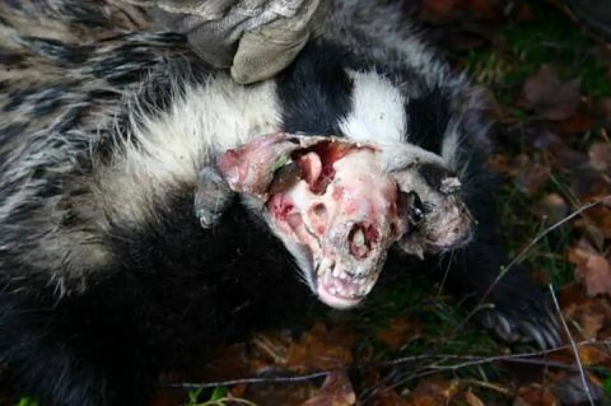 Fallen fangen nicht selektiv: Opfer Dachs