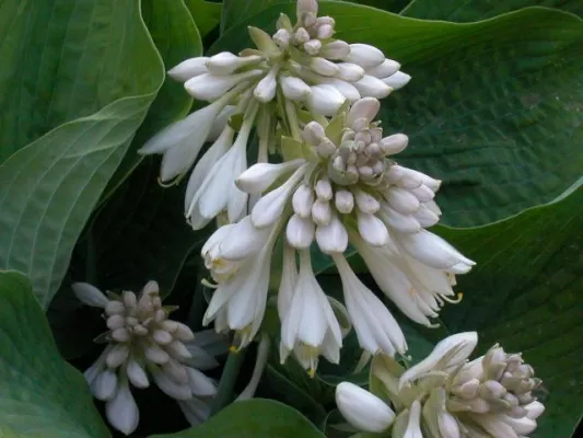 Bild: Gartengestaltung - Kein Garten ohne Stauden