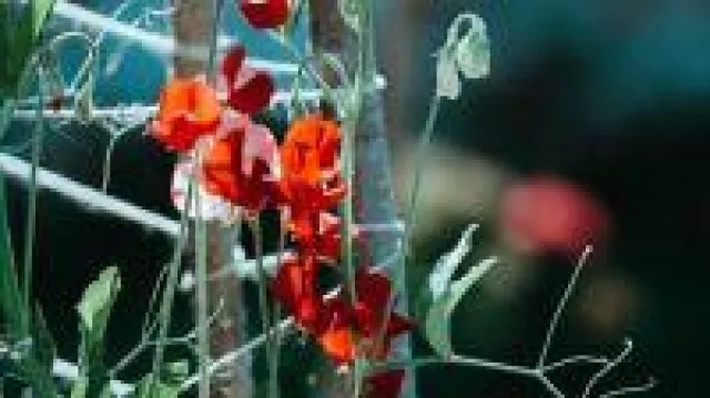 Garten Handbuch möchte jungen Leuten den Garten näher bringen Bild: Garten Handbuch möchte jungen Leuten den Garten näher bringen